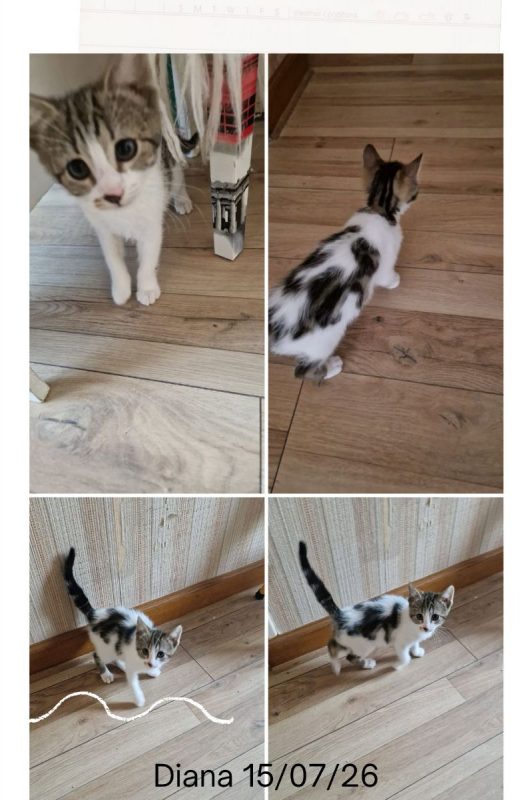 Diana - Chat Européen à adopter