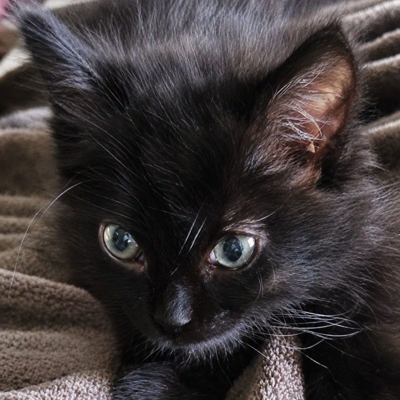 Kinder - Chat Européen à adopter - photo 2