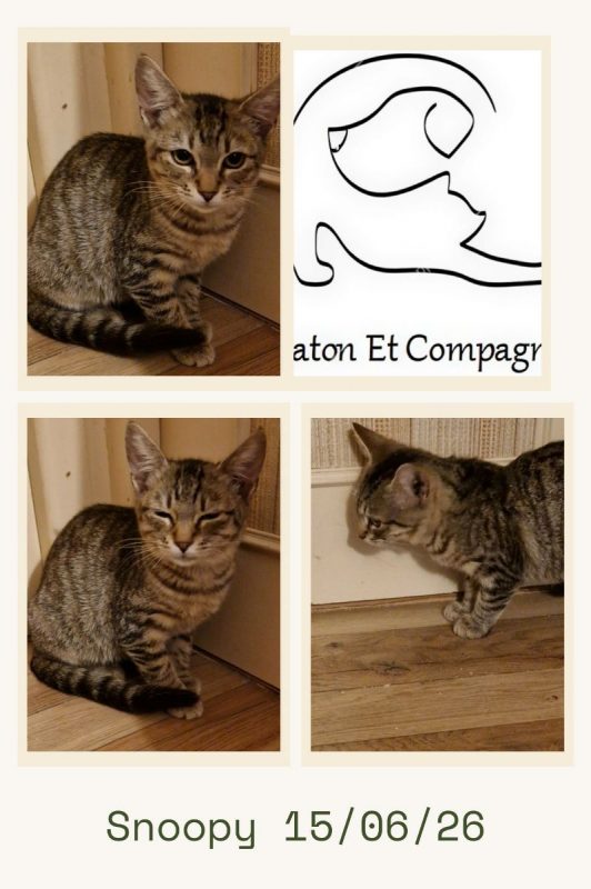 Snoopy - Chat Européen à adopter