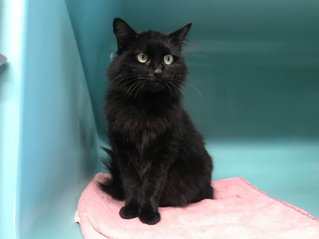 Shakti - Chat Européen à adopter