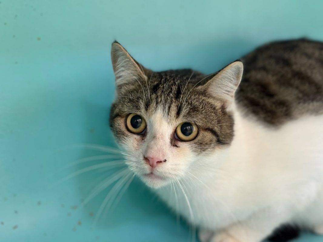 Flocon - Chat Européen à adopter