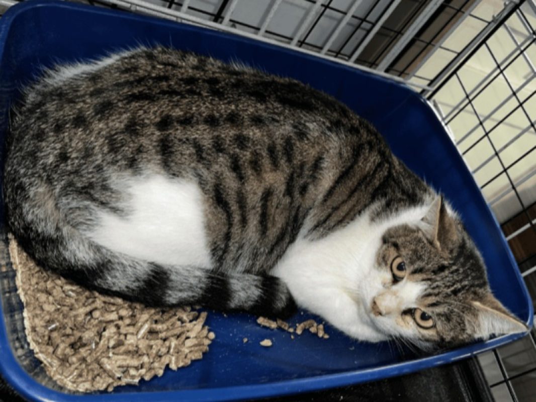 Flocon - Chat Européen à adopter - photo 2