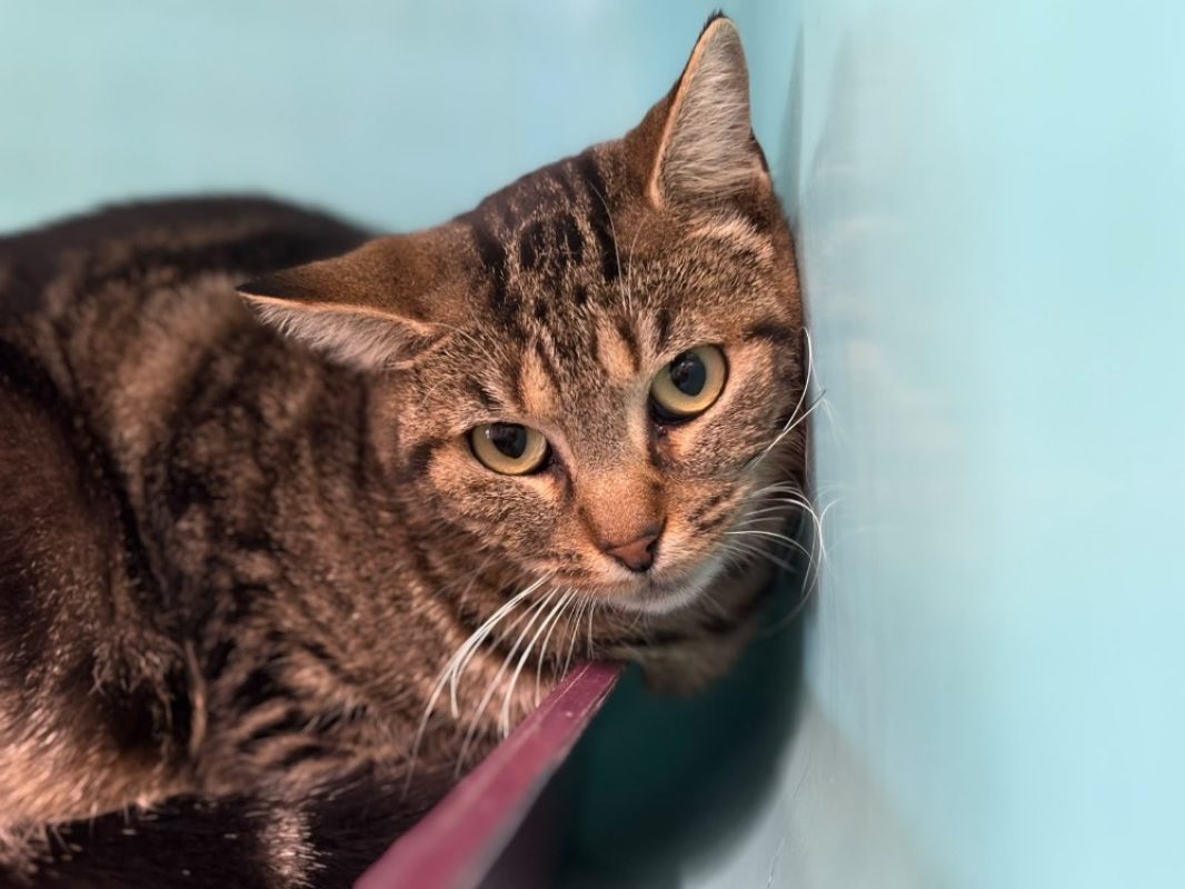 Nuage - Chat Européen à adopter