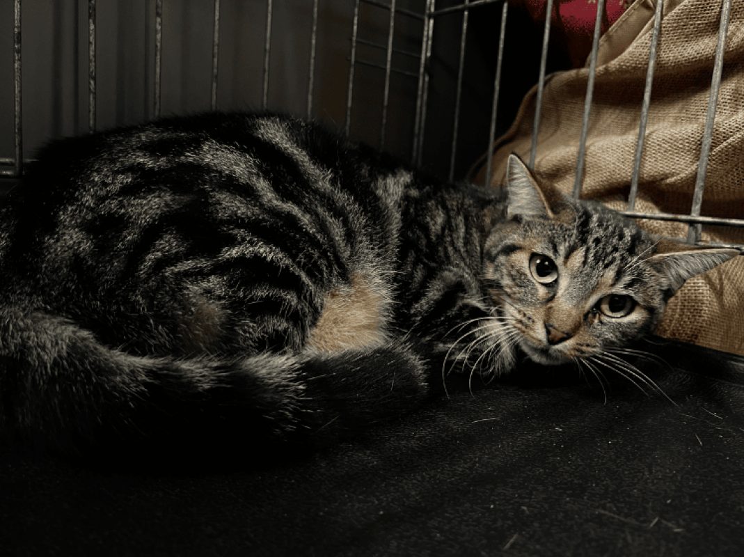 Nuage - Chat Européen à adopter - photo 2