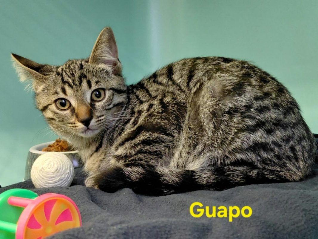 Guapo - Chat Européen à adopter