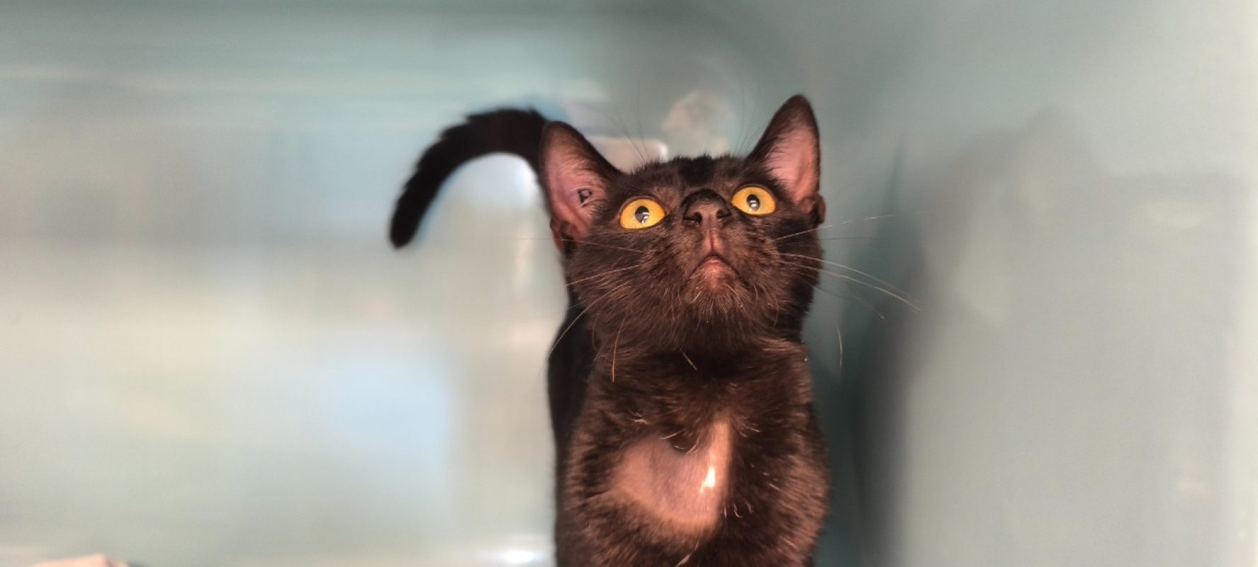 Balthazar - Chat Européen à adopter