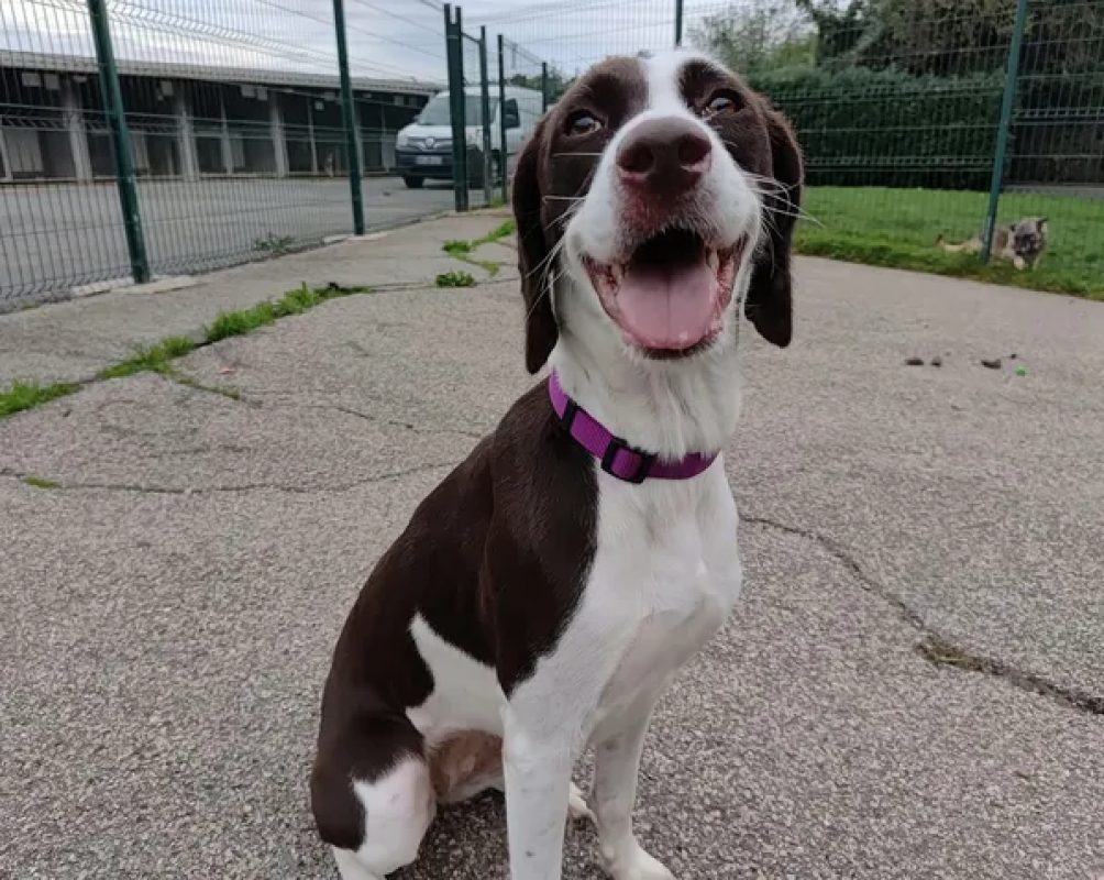 Nala - Chien Braque allemand à poil court à adopter
