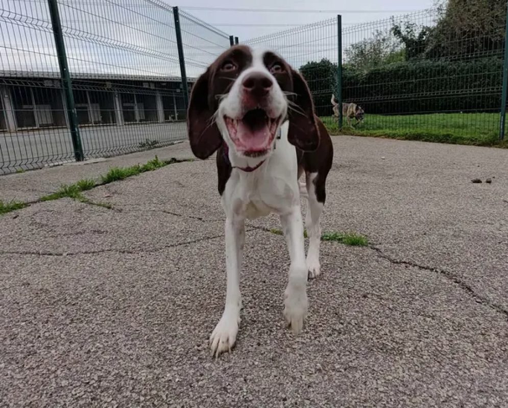 Nala - Chien Braque allemand à poil court à adopter - photo 4