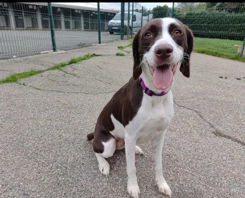 Nala - Chien Braque allemand à poil court à adopter - photo 5