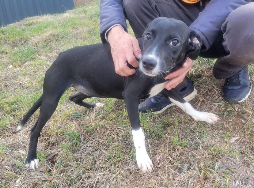 Baya - Chien à adopter