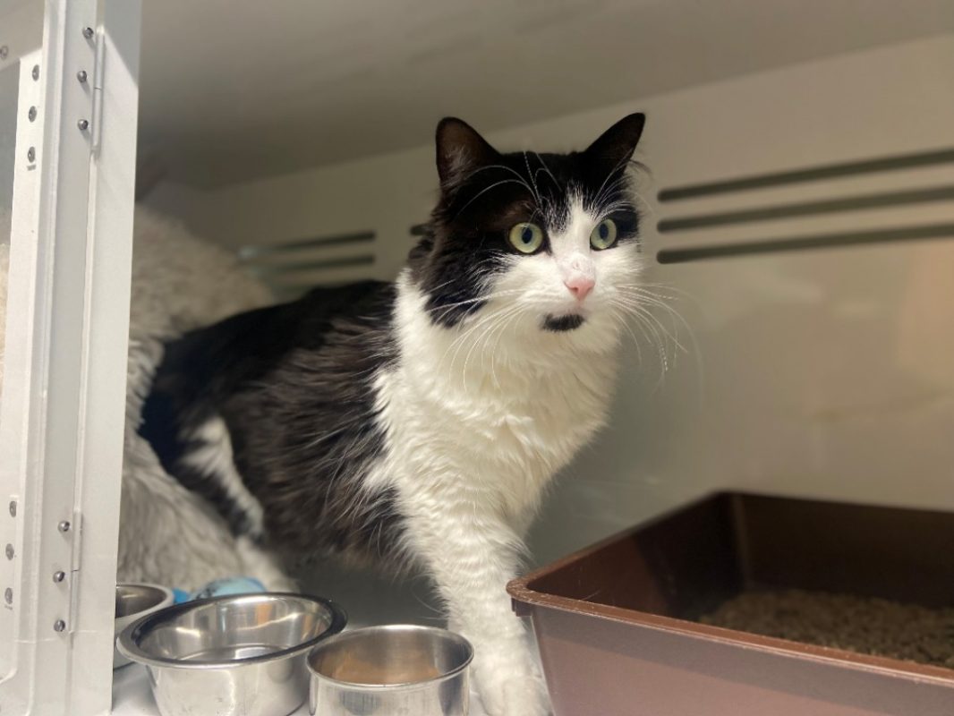 Illy - Chat Européen à adopter