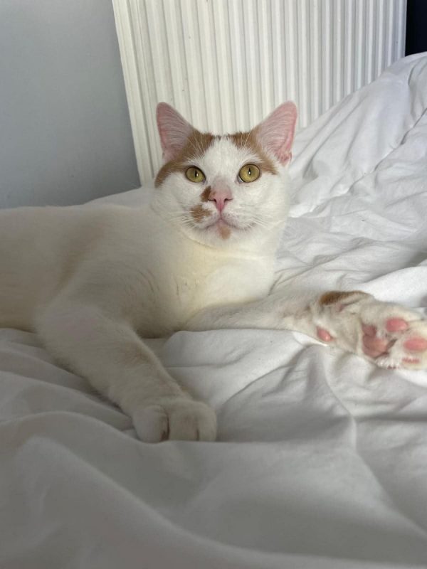 Charlie - Chat Européen à adopter