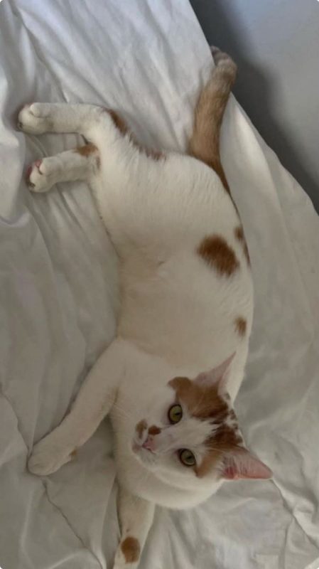 Charlie - Chat Européen à adopter - photo 2