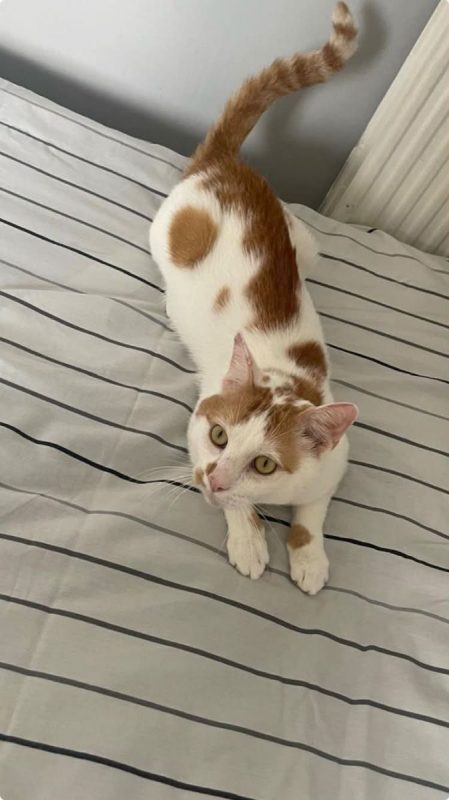 Charlie - Chat Européen à adopter - photo 6