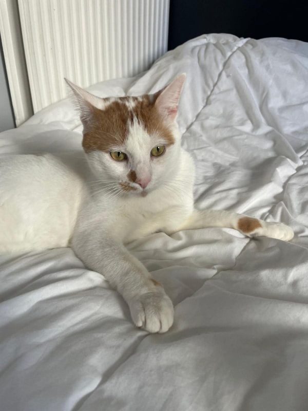 Charlie - Chat Européen à adopter - photo 3
