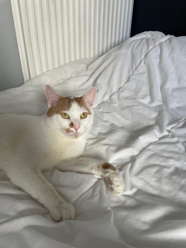 Charlie - Chat Européen à adopter - photo 4
