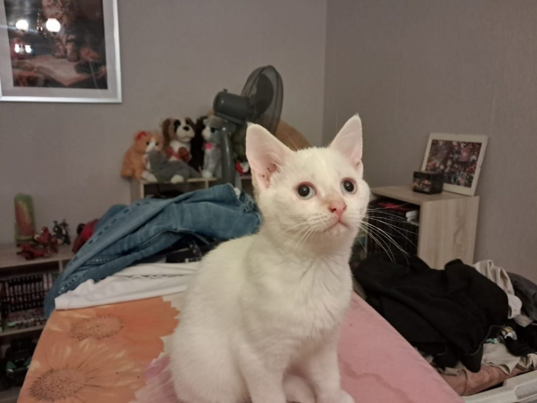 Iris - Chat Européen à adopter