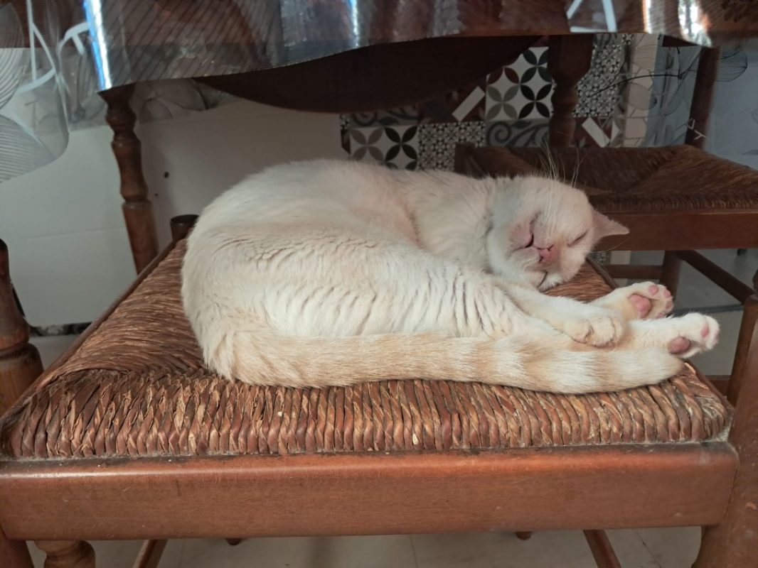 Iris - Chat Européen à adopter - photo 2