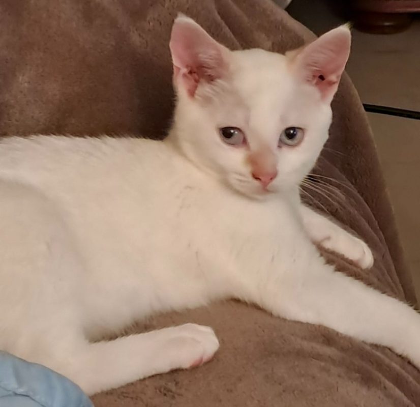 Iris - Chat Européen à adopter - photo 3