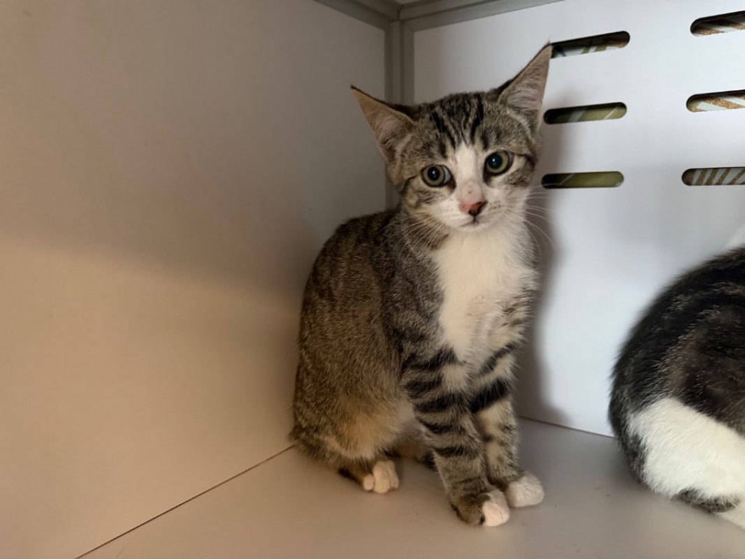 Tempo - Chat Européen à adopter