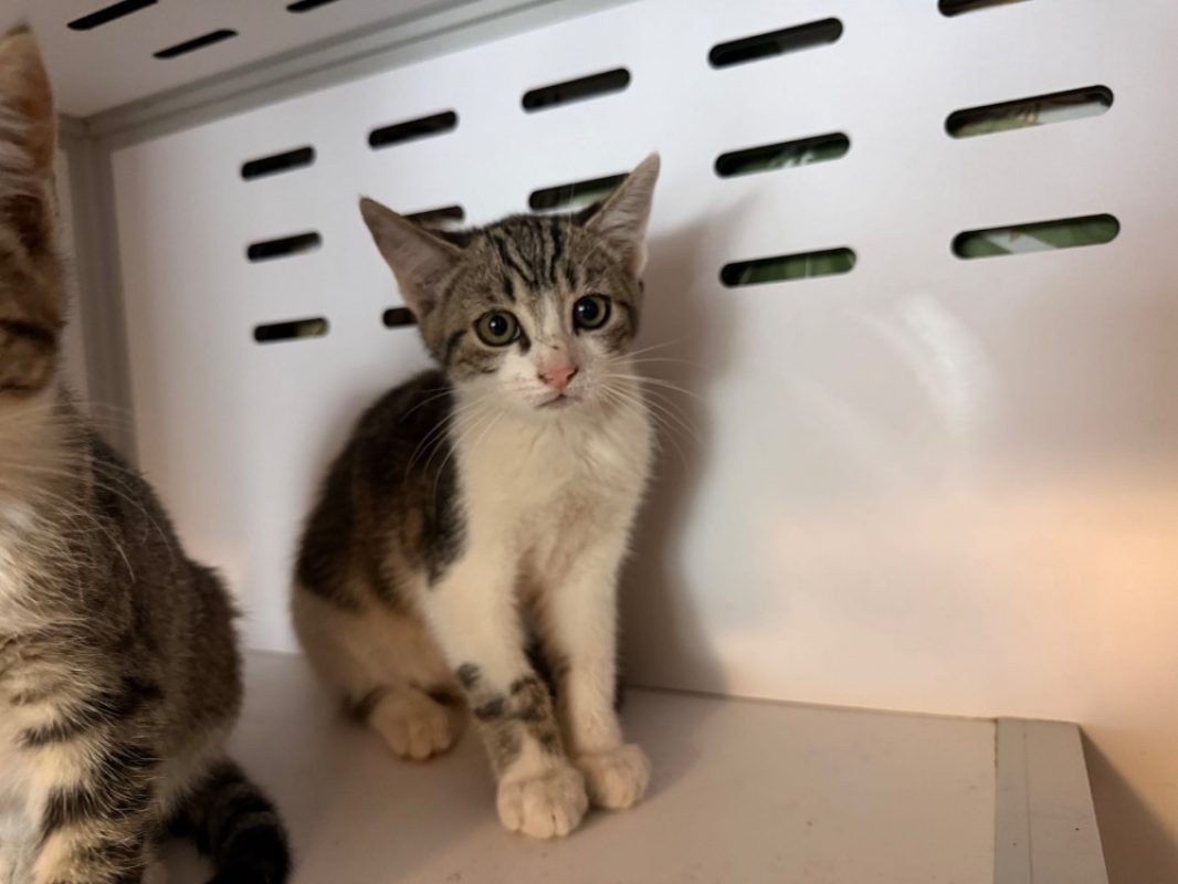 Karma - Chat Européen à adopter