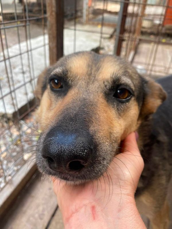 MASHA - Chien Croisé x Berger Allemand à adopter
