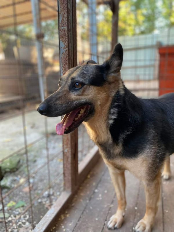 MASHA - Chien Croisé x Berger Allemand à adopter - photo 2