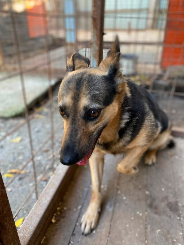 MASHA - Chien Croisé x Berger Allemand à adopter - photo 3