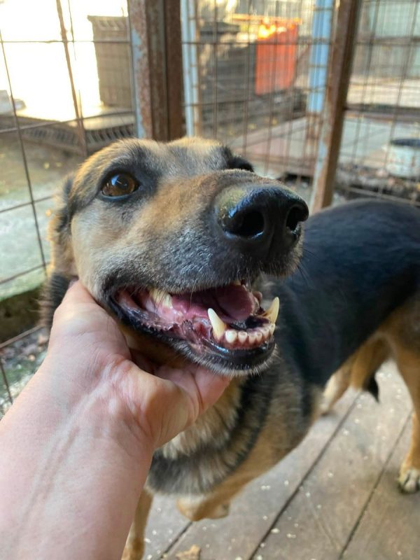 MASHA - Chien Croisé x Berger Allemand à adopter - photo 5