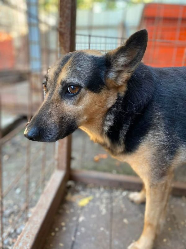 MASHA - Chien Croisé x Berger Allemand à adopter - photo 4