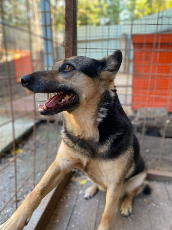 MASHA - Chien Croisé x Berger Allemand à adopter - photo 6