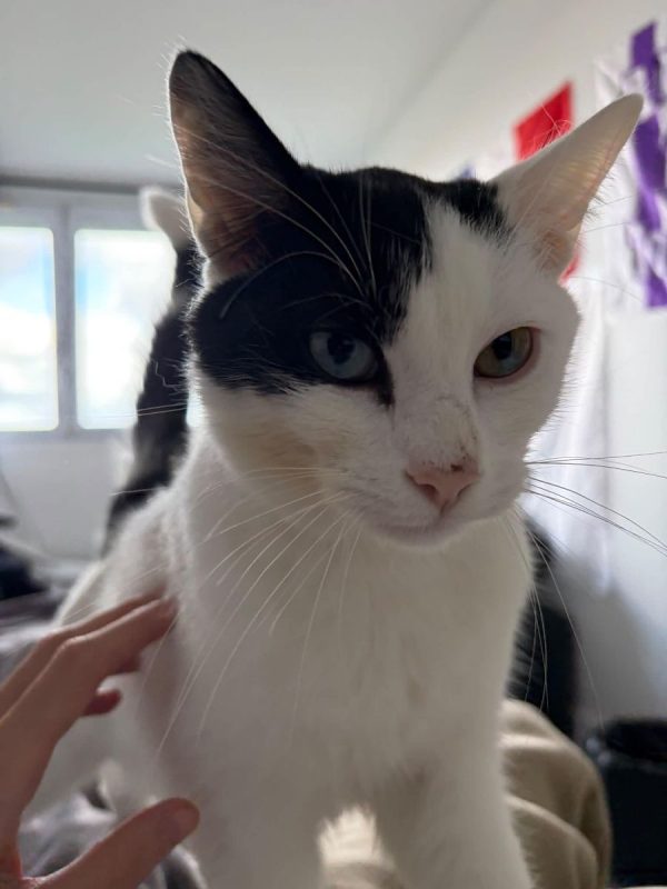 Snoopy - Chat à adopter - photo 2
