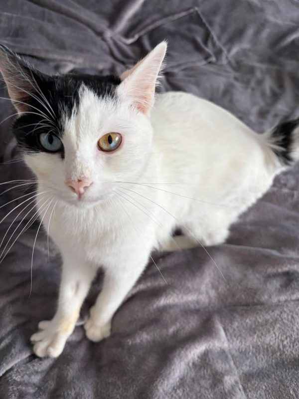 Snoopy - Chat à adopter - photo 3