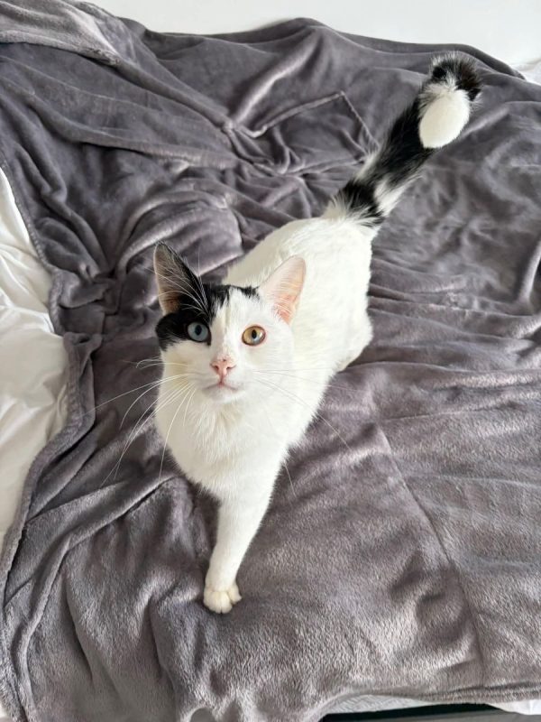 Snoopy - Chat à adopter