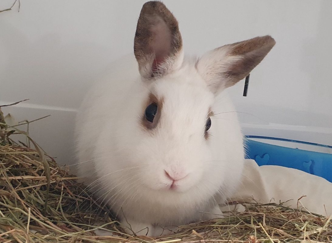 Hermione - Rongeur Lapin à adopter