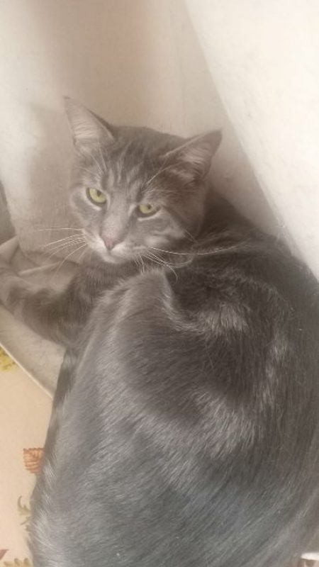 Honey - Chat à adopter