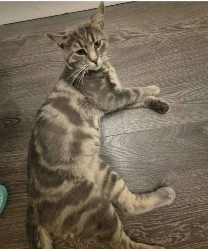 Honey - Chat à adopter - photo 4