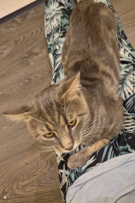 Honey - Chat à adopter - photo 3