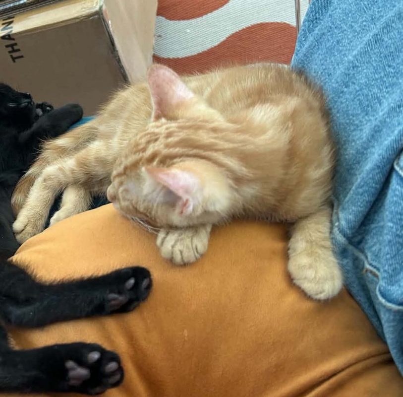 Ulysse - Chat Européen à adopter - photo 2