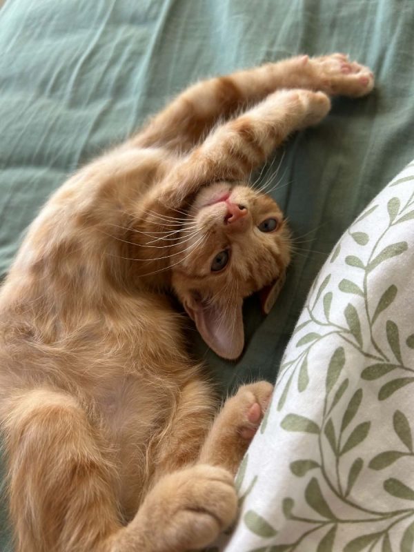 Ulysse - Chat Européen à adopter