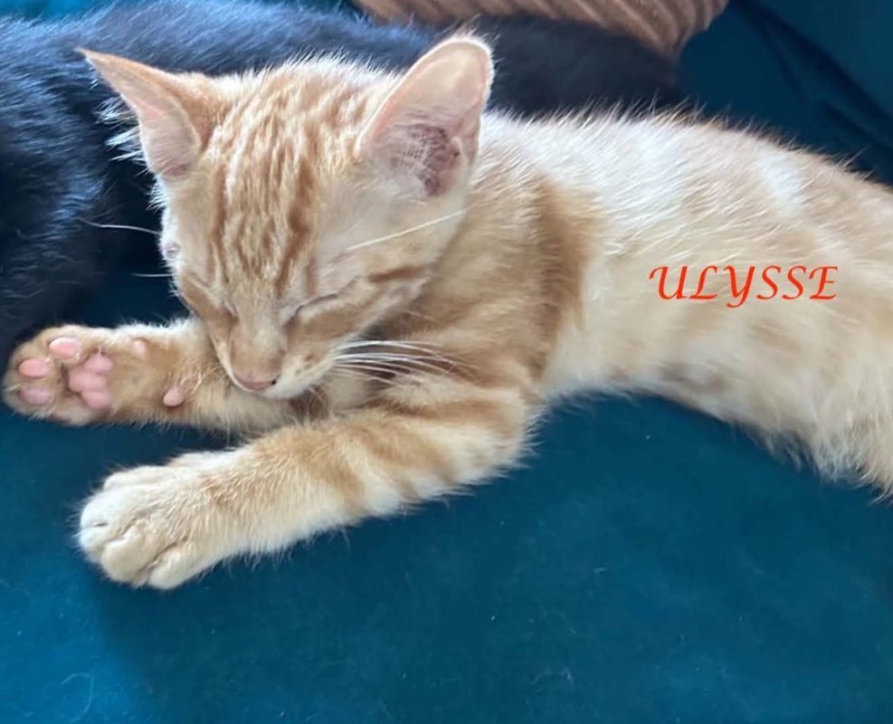 Ulysse - Chat Européen à adopter - photo 4