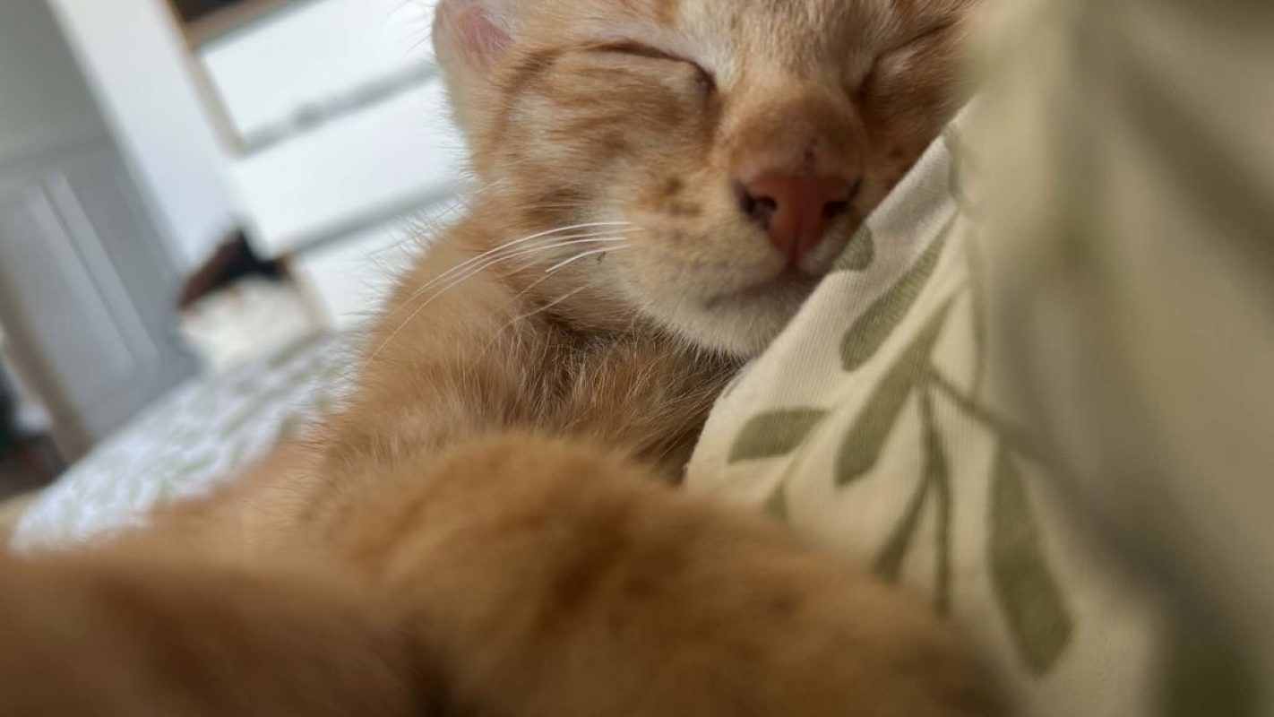 Ulysse - Chat Européen à adopter - photo 3