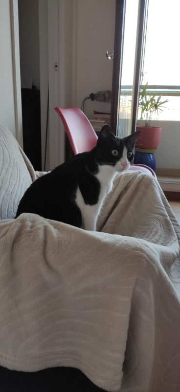 Minouchka - Chat à adopter - photo 2