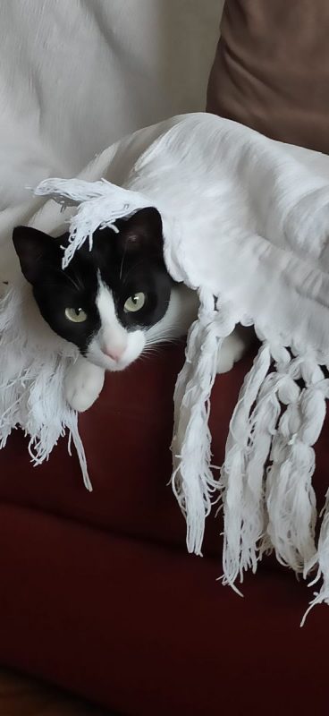 Minouchka - Chat à adopter