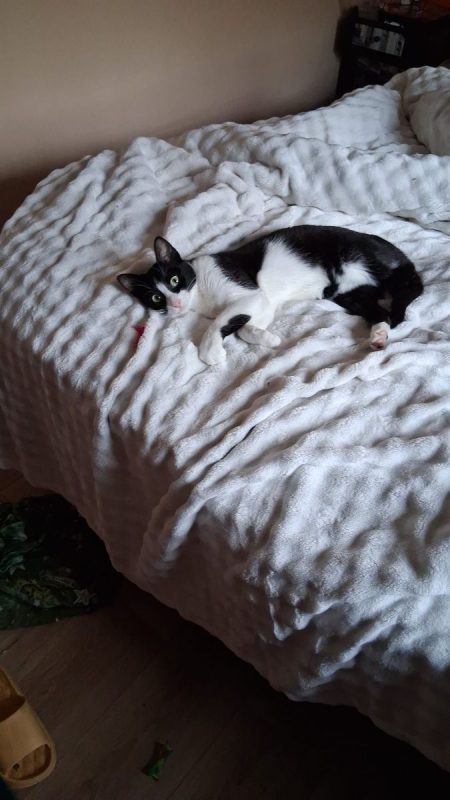 Minouchka - Chat à adopter - photo 6