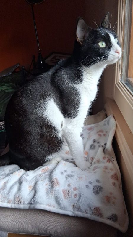 Minouchka - Chat à adopter - photo 4