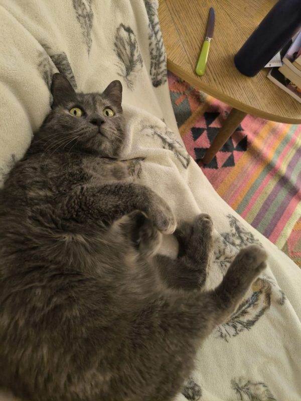Michat - Chat à adopter - photo 3