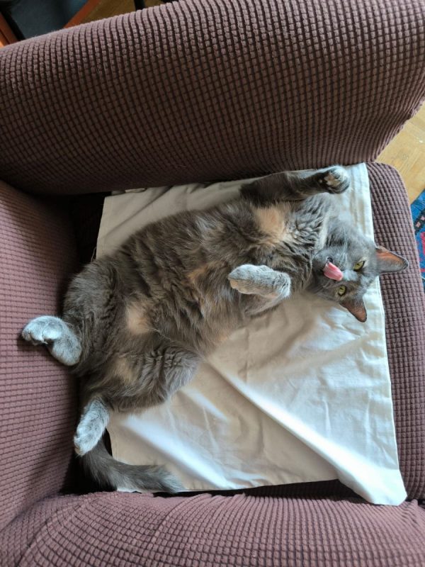 Michat - Chat à adopter