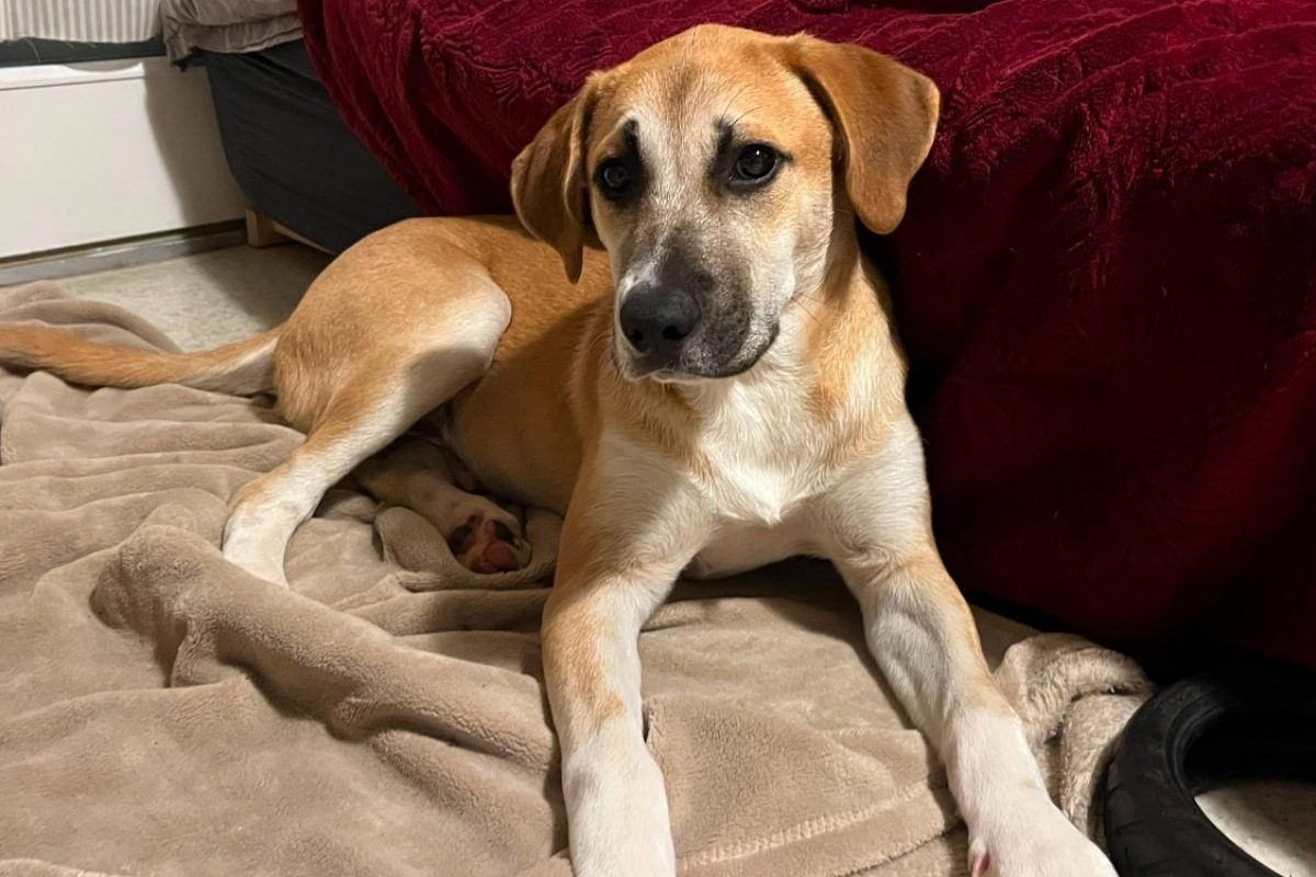 Aramon - Chien Berger à adopter