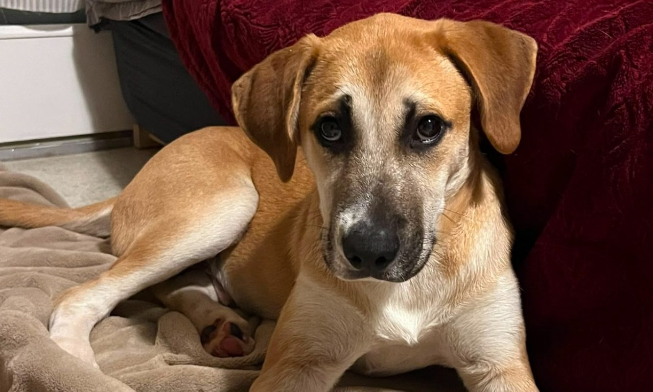 Aramon - Chien Berger à adopter - photo 2